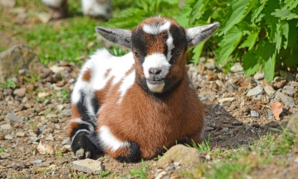 Adopter une chèvre naine : ce qu’il faut savoir