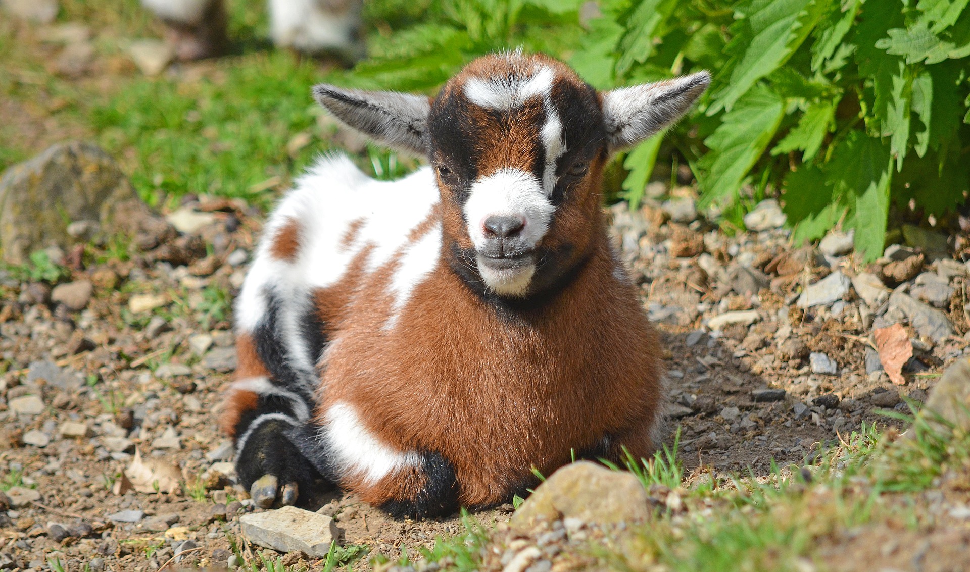 Chèvre naine : ce qu'il faut savoir avant de l'adopter