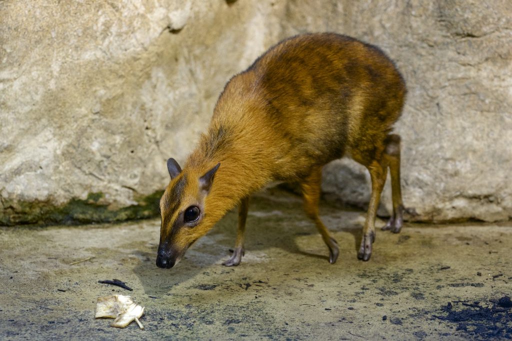 Chevrotain d'Asie