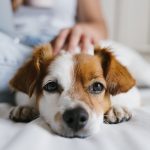 Assurance chien : pourquoi l’assurer et laquelle choisir ?