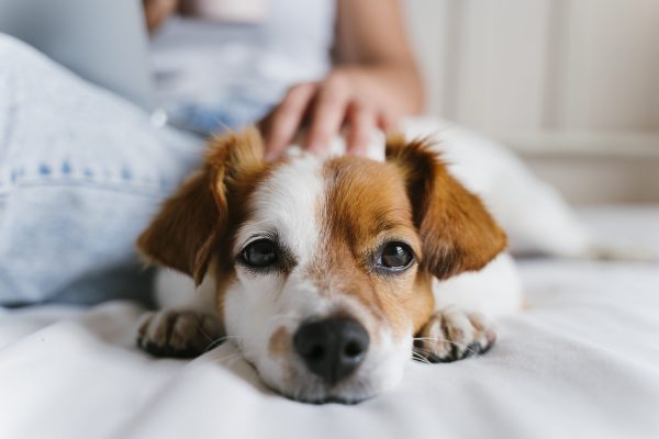 Faut-il souscrire a une assurance santé chien ?
