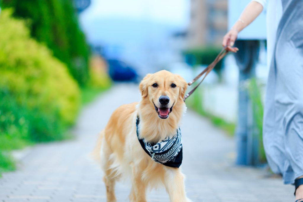 chien qui est en promenade avec son maître