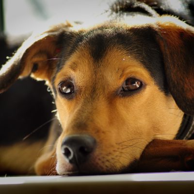 Les parasites internes du chien : symptômes, traitement et prévention