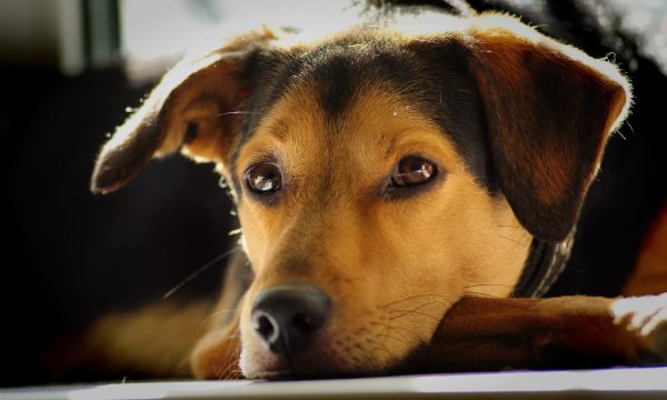 Les parasites internes du chien