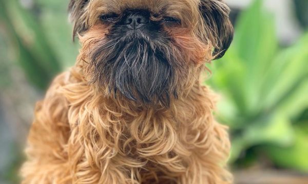 Noms de chiens en R