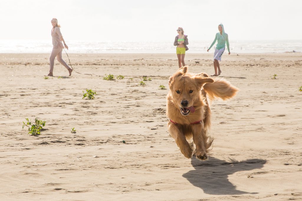 chien à la plage