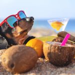 Les dangers de l’été et du soleil pour votre chien et comment les éviter