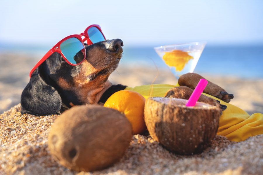Préparer les vacances d’été avec votre chien