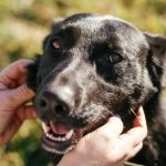 Adopter un chien : conseils pratiques et responsables avant son adoption
