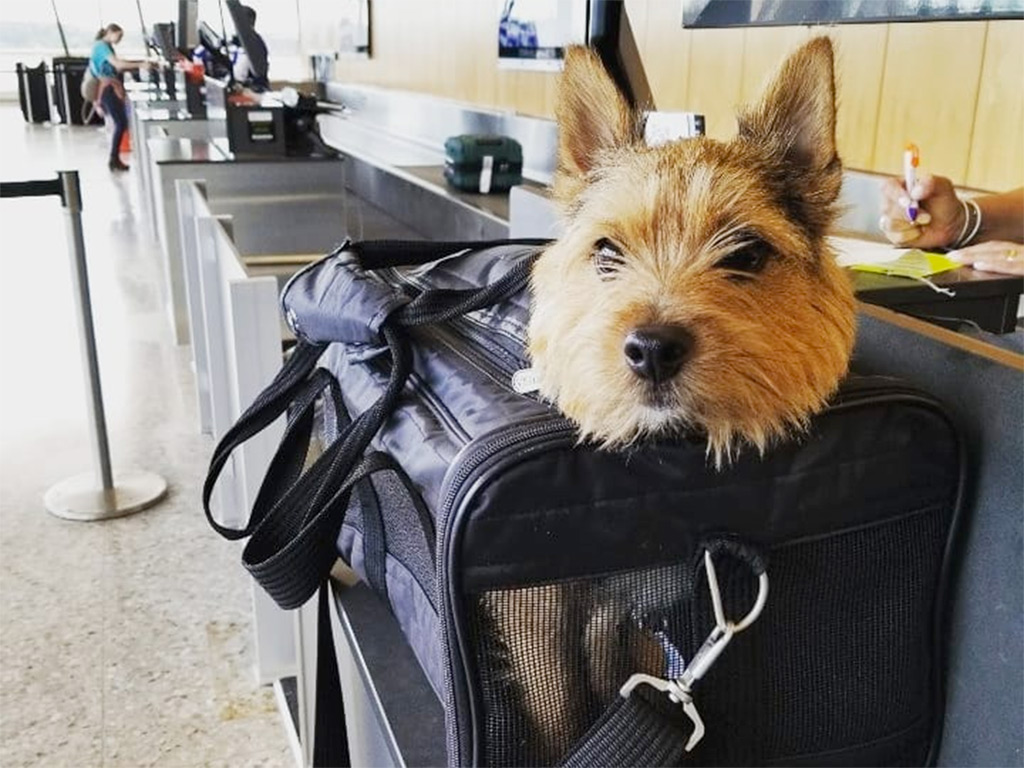 chien dans son sac de transport à l'enregistrement du vol