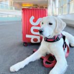 Prendre l’avion avec son chien : formalités à connaître