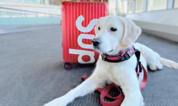 Prendre l’avion avec son chien : formalités à connaître