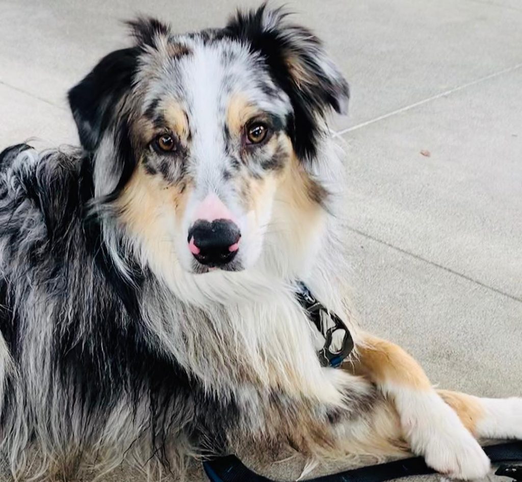 chien âgé border collie