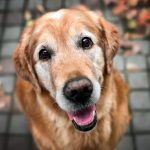 Calcul de l’âge humain des chiens : Tableau et Formule