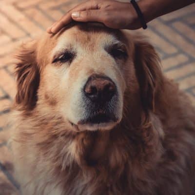 Assurance chien âgé : les critères à prendre en compte