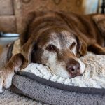Top 10 Raisons d’adopter un chien âgé