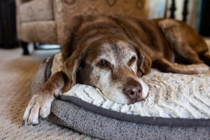 Top 10 Raisons d&rsquo;adopter un chien âgé