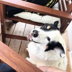 Quel est l’age limite pour assurer son chien ?