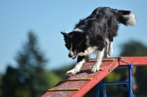 Pratiquer l’agility avec son chien