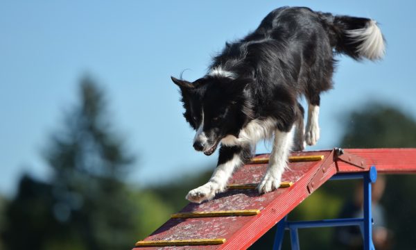 Pratiquer l’agility avec son chien