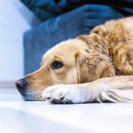 Mon chien ne veut plus manger : causes, solutions et conseils pratiques