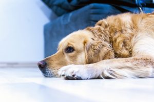 Mon chien ne veut plus manger : causes, solutions et conseils pratiques