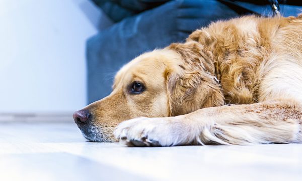 Mon chien ne veut plus manger : causes, solutions et conseils pratiques