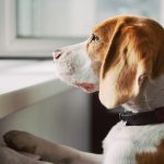L’anxiété de séparation du chien