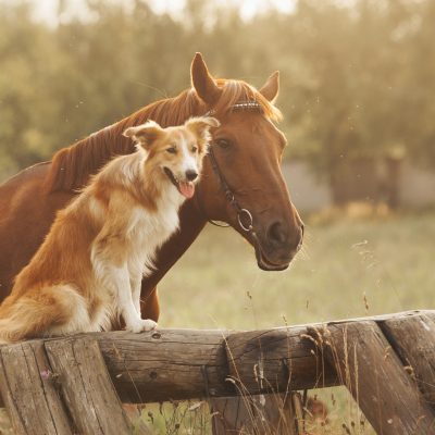 Cohabitation entre cheval et chien ou chat : comment faire ?