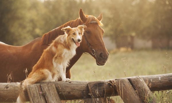 Cohabitation entre cheval et chien ou chat : comment faire ?