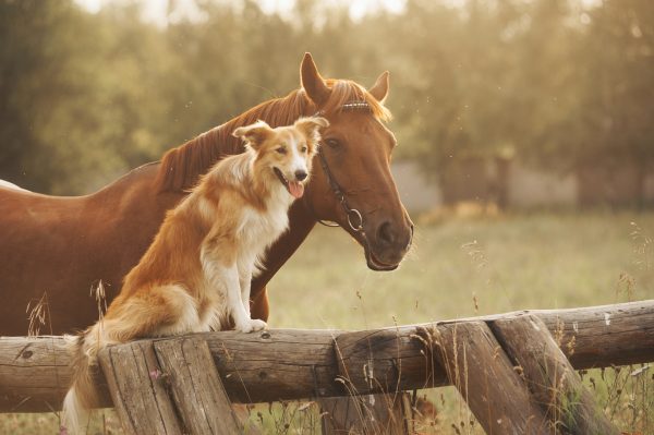 Faire cohabiter un cheval avec chien ou chat