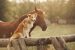 Faire cohabiter un cheval avec chien ou chat
