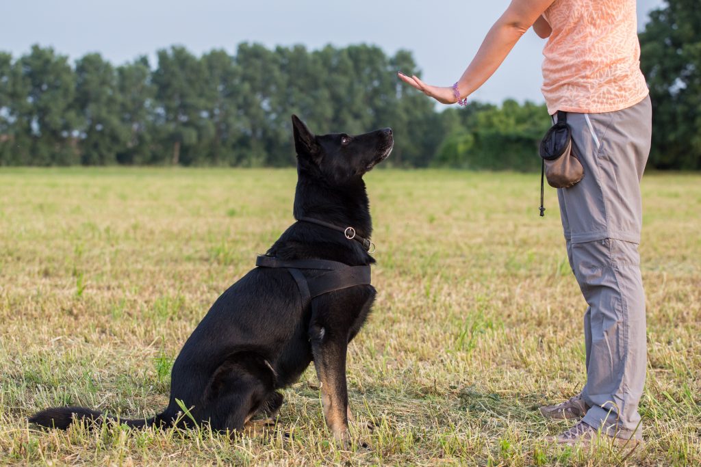 Chien qui répond à l'ordre Assis