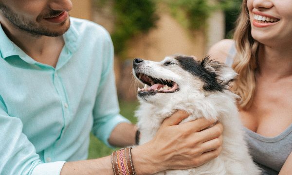 Assurance santé pour chien : ce qu’elle couvre réellement