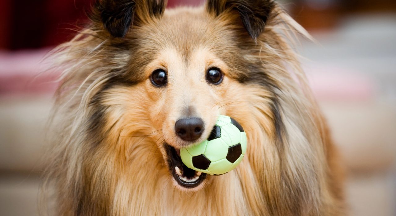 Bien vivre avec son chien : soins, accessoires, jeux et conseils pratiques