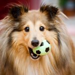 Bien vivre avec son chien : soins, accessoires, jeux et conseils pratiques