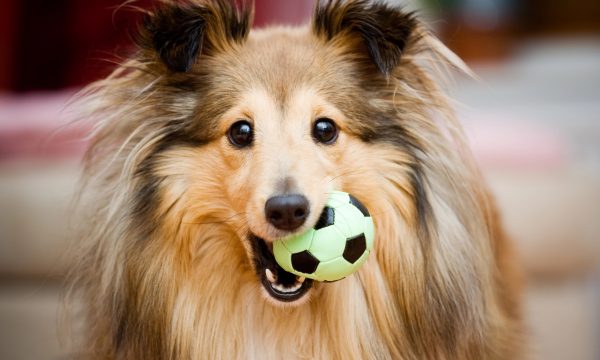 Bien vivre avec son chien : soins, accessoires, jeux et conseils pratiques