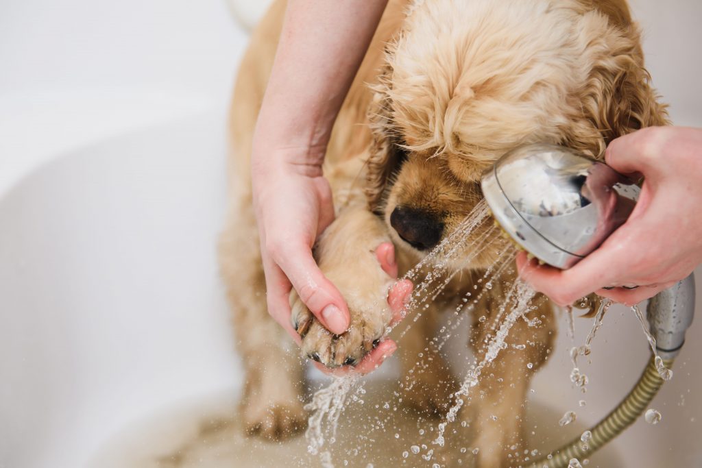 Femme qui nettoie la patte d'un chien