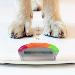 Surpoids et obésité chez le chien