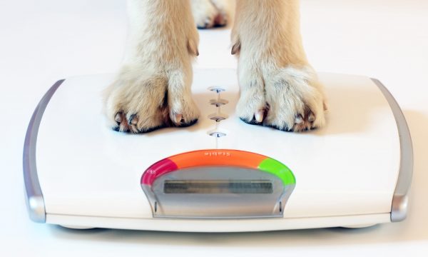 Surveiller le poids de son chien pour le maintenir en bonne forme