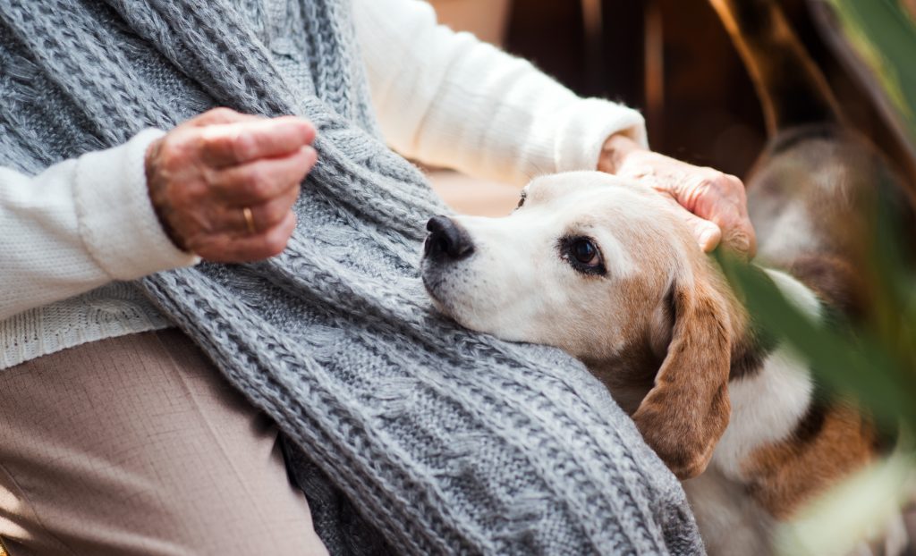 Chien âgé Beagle à côté de sa maîtresse