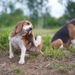 Le chien qui se gratte et se démange