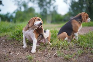 Le chien qui se gratte et se démange