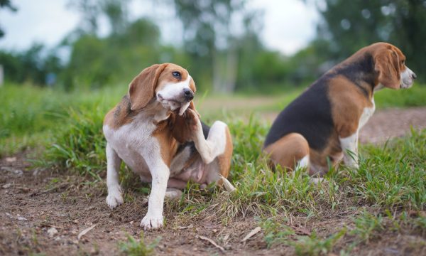 Le chien qui se gratte et se démange