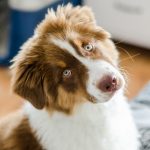 L’incontinence chez le chien