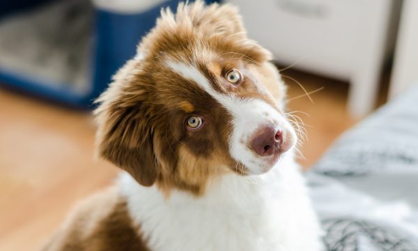 L’incontinence chez le chien