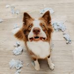 8 conseils pour que son chien arrête de tout détruire