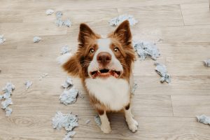 8 conseils pour que son chien arrête de tout détruire