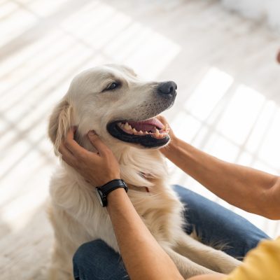 5 choses à savoir sur l’assurance pour animaux de compagnie