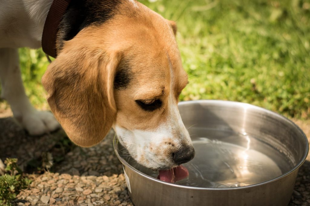 Chien qui boit de l'eau dans une gamelle en inox